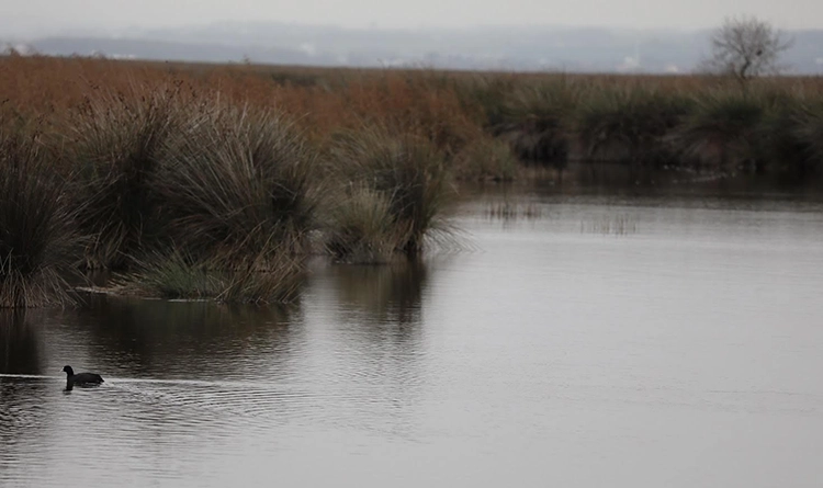 Kuş Cenneti'nde sonbahar şöleni: Kızılırmak Deltası’ndan eşsiz kareler 5 samsun kus cenneti 2025 7