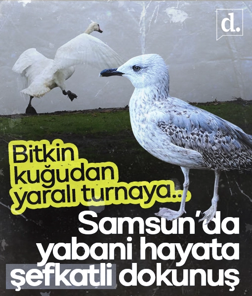 Samsun’da yabani hayata şefkatli dokunuş: Bitkin kuğudan yaralı turnaya…