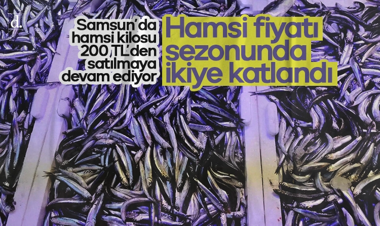 Hamsi fiyatı sezonunda ikiye katlandı: Samsun’da kilosu 200 TL