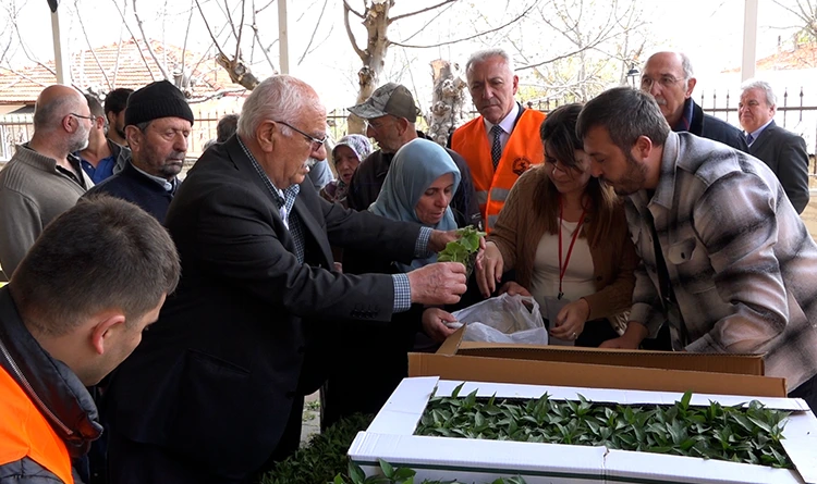 Atakumlu çiftçiye 100 bin adet sebze fidesi