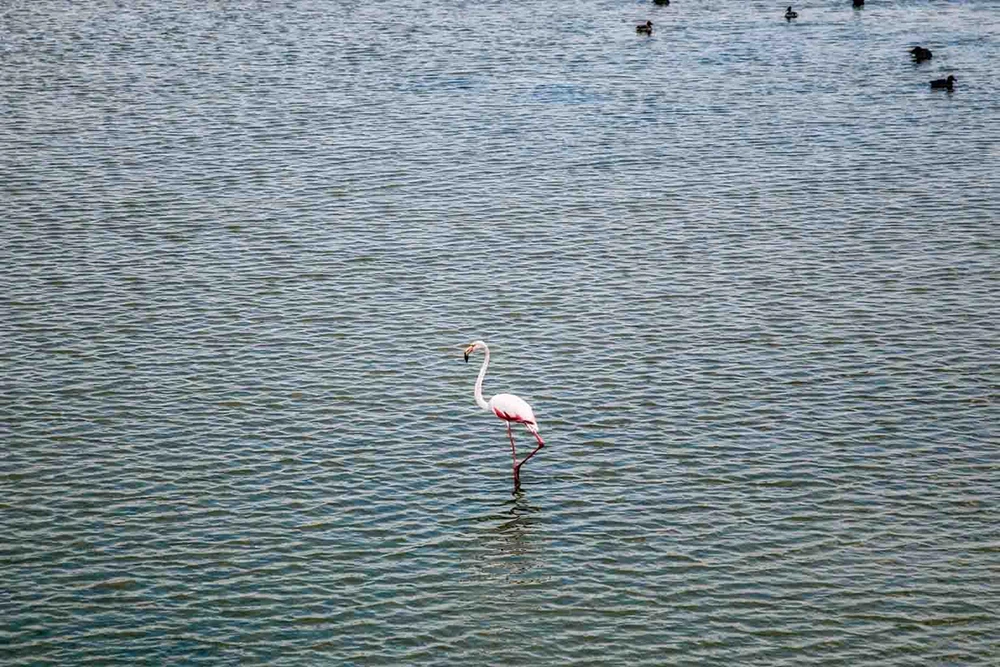 Kızılırmak Deltası’nda bahar: Flamingolardan görsel şölen