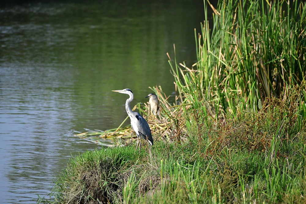 Kızılırmak Deltası’nda bahar: Flamingolardan görsel şölen