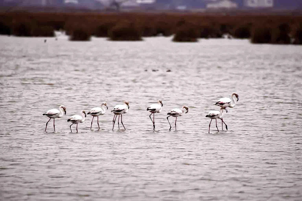 Kızılırmak Deltası’nda bahar: Flamingolardan görsel şölen