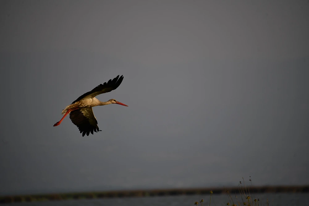 Kızılırmak Deltası’nda bahar: Flamingolardan görsel şölen