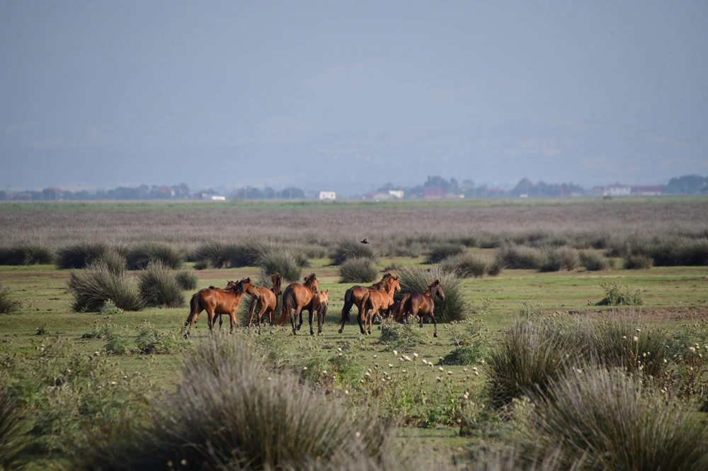 Kızılırmak Deltası’nda bahar: Flamingolardan görsel şölen