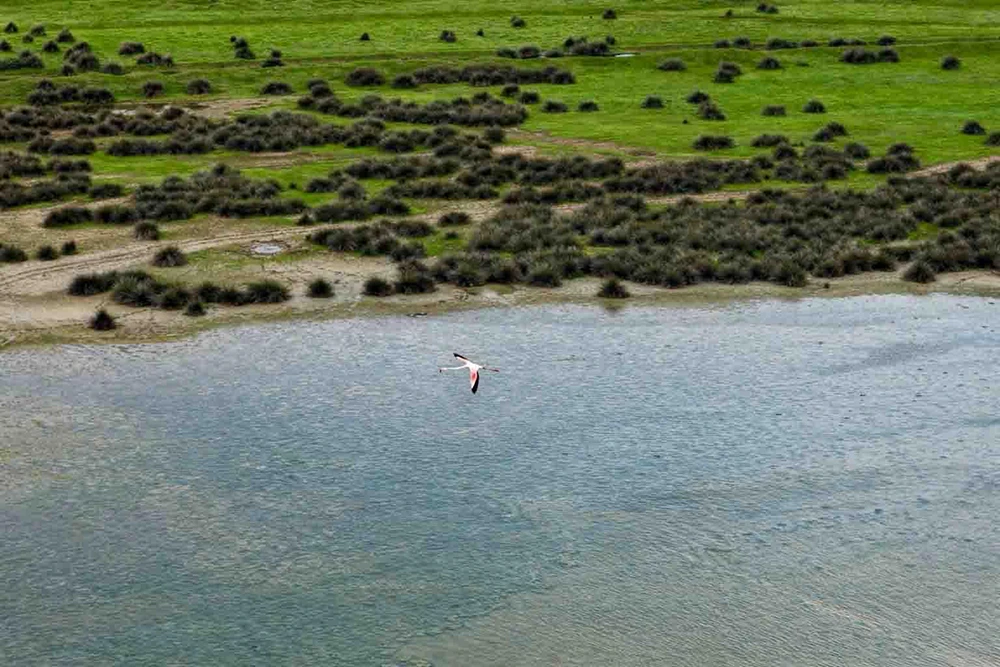 Kızılırmak Deltası’nda bahar: Flamingolardan görsel şölen