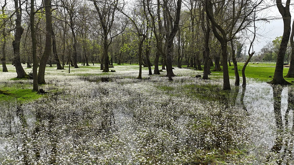 Kızılırmak Deltası’nda bahar: Flamingolardan görsel şölen