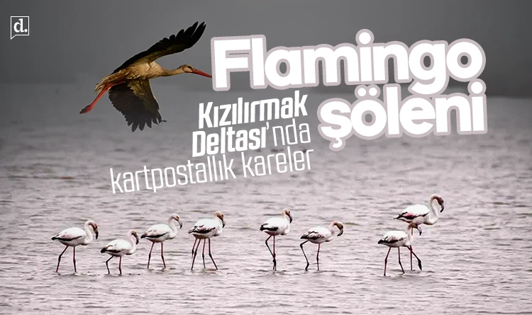 Kızılırmak Deltası’nda bahar: Flamingolardan görsel şölen