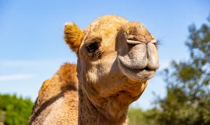 Türkiye ve dünyadan son dakika haberleri, siyaset, ekonomi ve gündeme dair gelişmeler Diye Konuştu’da. Türkiye ve dünyadan son dakika haberleri, siyaset, ekonomi ve gündeme dair gelişmeler Diye Konuştu’da.